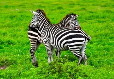 Looking both Ways, Masai Mara