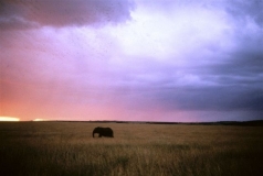 Elephant sunset, Masai Mara