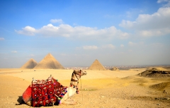 Camel in Waiting, Cairo