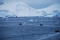 going-ashore-antarctic