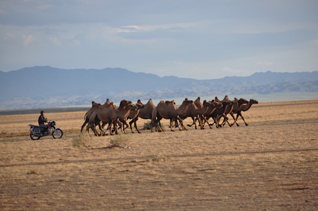 Gobi riders