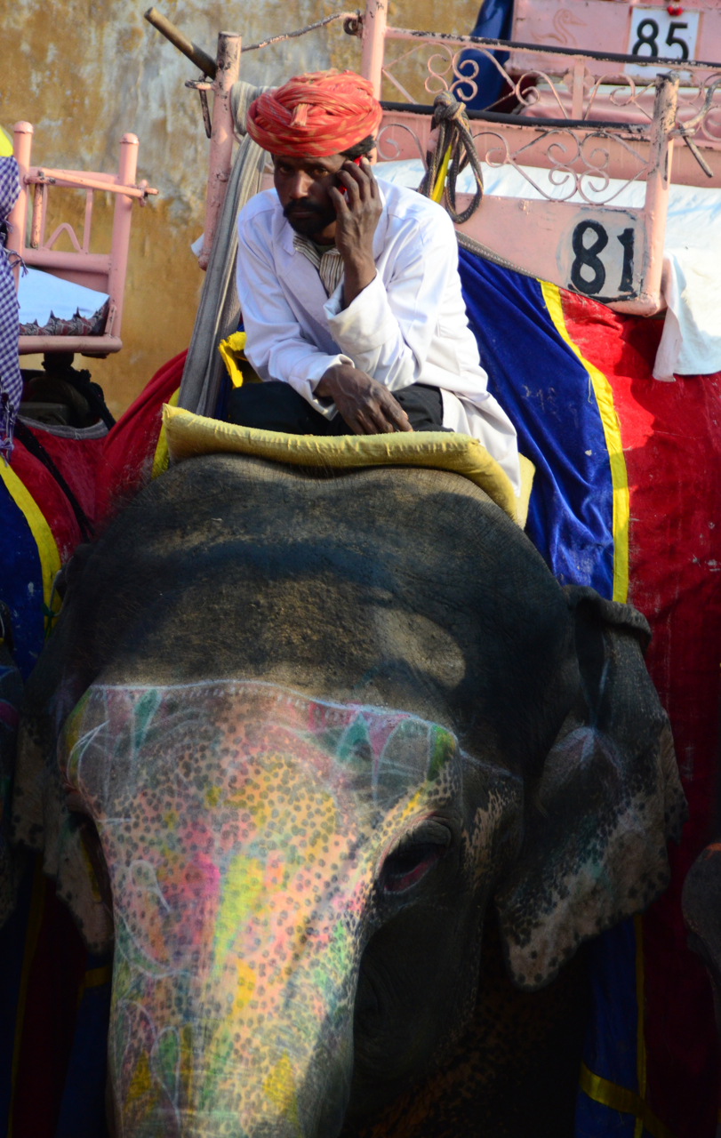 Call from an elephant, Jaipur, India