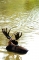 Cool-moose, Jackson Hole
