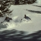 Skiing Snowbird with