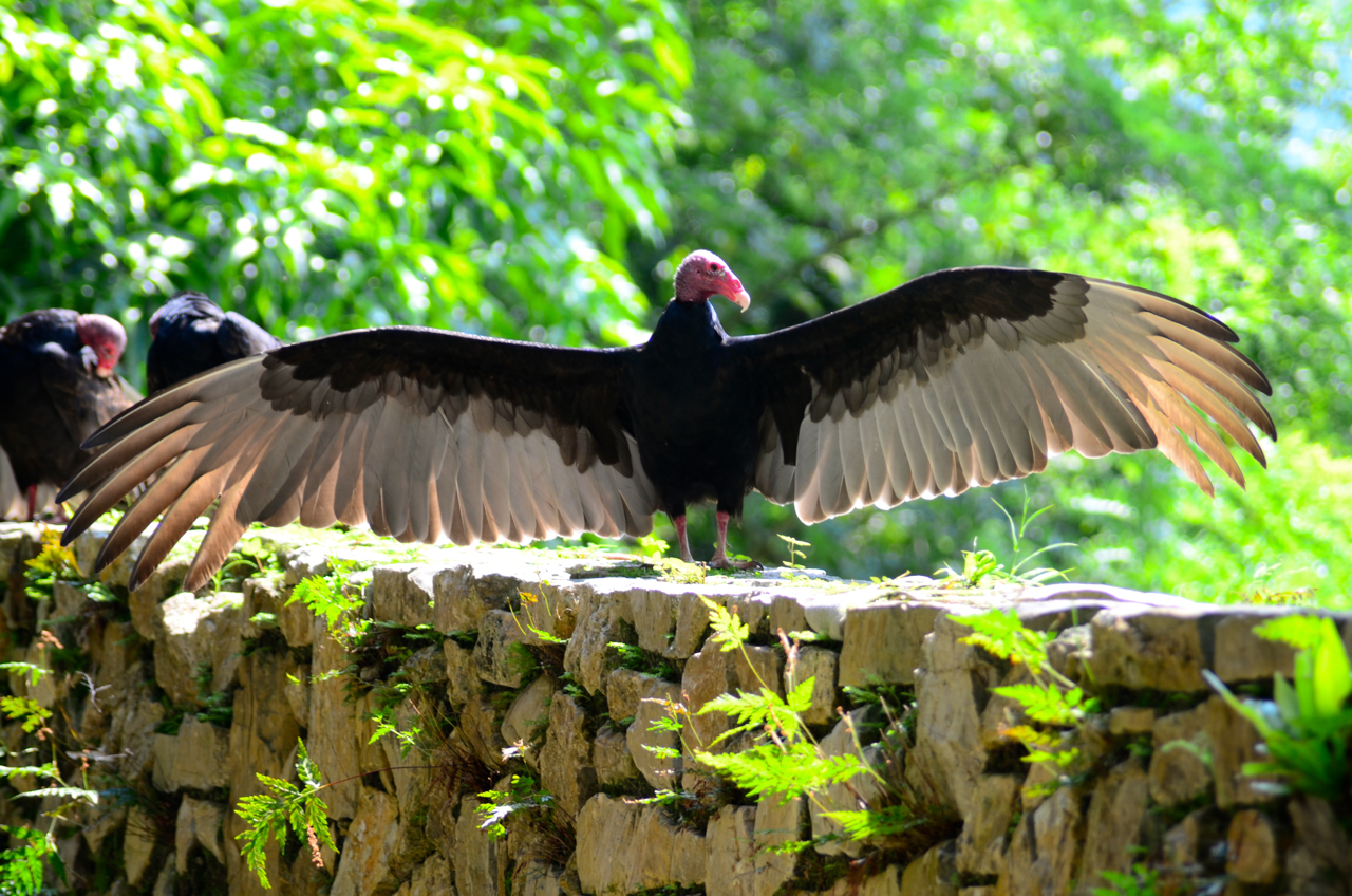 wings, Cuban countryside