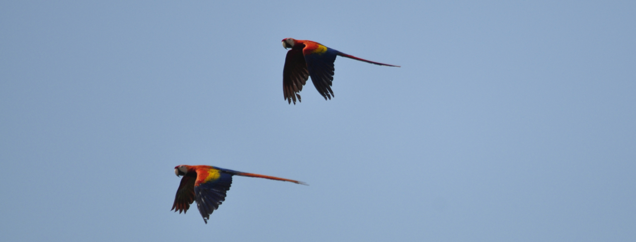 matched-pair, Bosque Del Cabo, Costa Rica