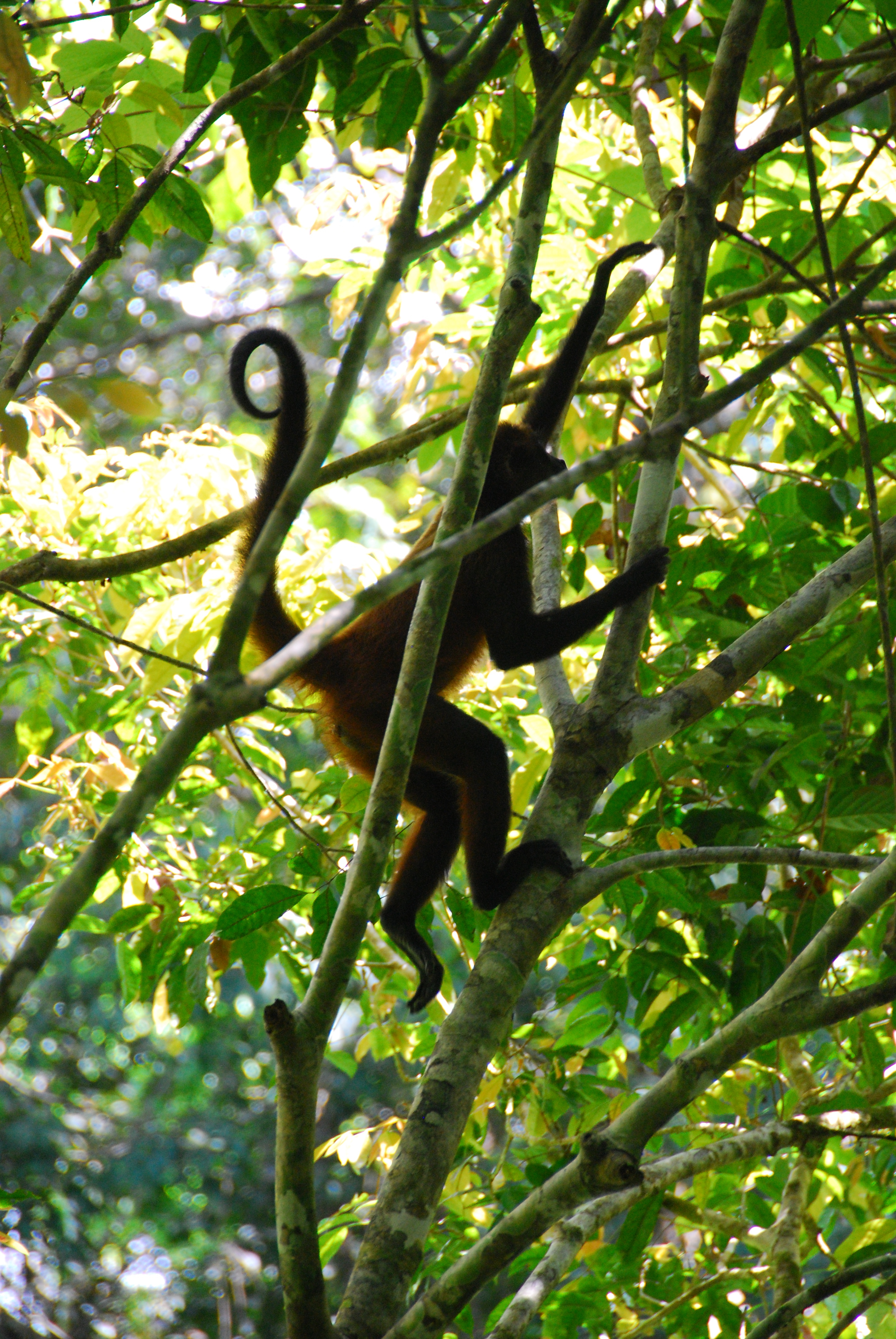monkey business, Bosque Del Cabo, Costa Rica