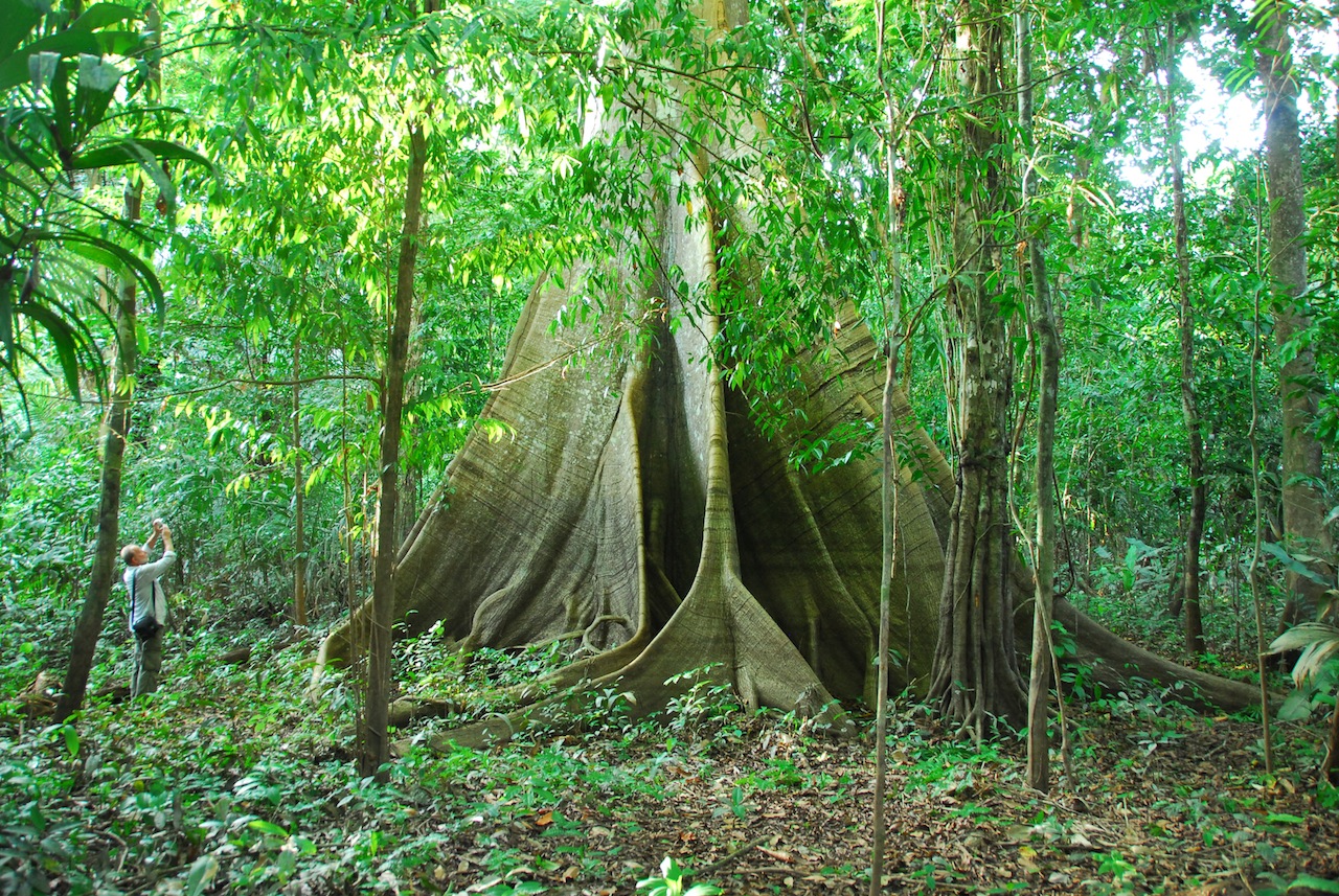 rio-negro-big-tree, Amazon River Basin