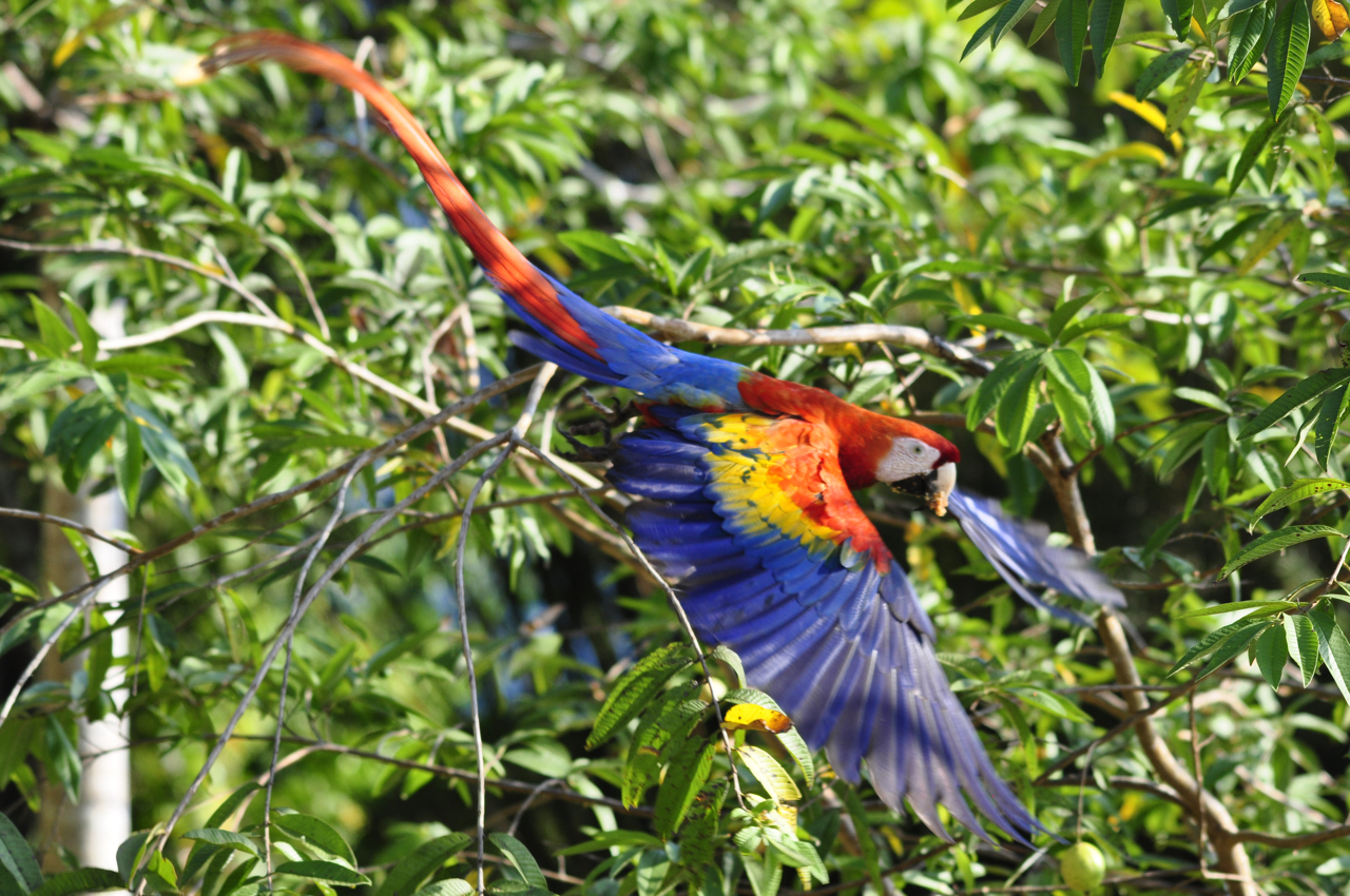 scarlet Macaw, Bosque Del Cabo, Costa Rica