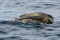Sea Turtles Mating, Puerto Jimenez, Costa Rica