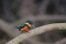 Kingfisher, Costa Rica