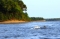 Two Dolphins, Amazon River Basin